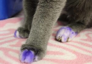 Se vedete un gatto con le zampe viola salvatelo portandolo al rifugio più vicino: potrebbe essere usato come esca