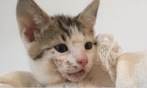 Rupert, il gattino randagio trovato con la mascella rotta