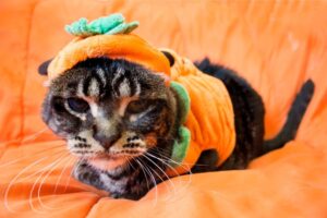 Scrubbles, il gatto con bisogni speciali ha passato 7 anni in rifugio prima di trovare la felicità