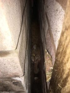 Simba, il micio rimasto intrappolato tra due muri