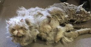 Sinbad, il gatto persiano maltrattato salvato in condizioni pietose