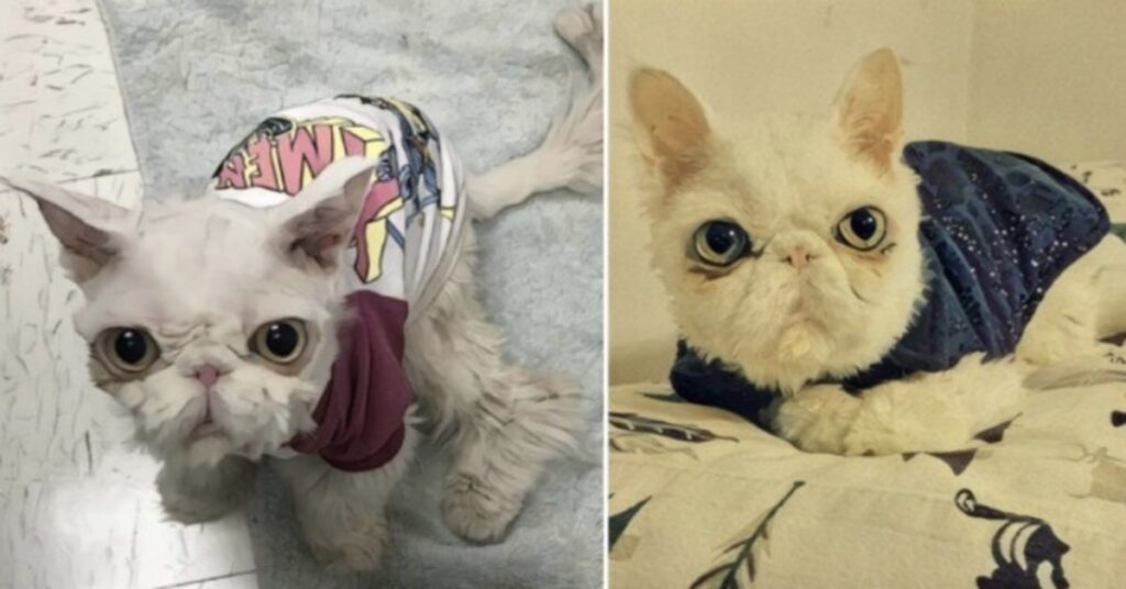 trasformazione gatto persiano maltrattato