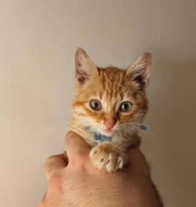 Sole, lo splendido gattino arancione è in cerca di adozione