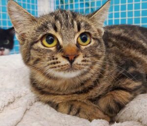 Svariegatta: gattina dalla rara bellezza è in attesa di un’adozione