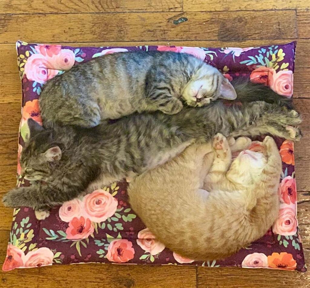 tre gattini