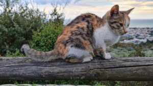 Yuki, la stupenda gattina tricolore è alla ricerca di una famiglia