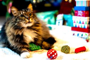 5 accessori a tema natalizio per gatti che Micio adorerà