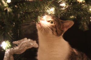 5 alberi di Natale a prova di gatto (provare per credere)