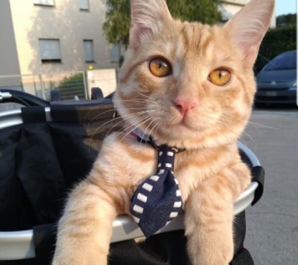 gatto indossa simpatica cravatta