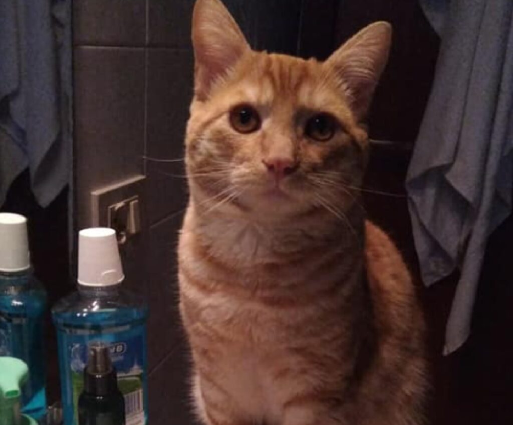 gatto rosso in bagno
