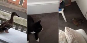 Il gatto Slippers sveglia la sua famiglia con una sorpresa: ha portato a casa un’anatra viva