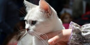 Angel, il gatto paralizzato che riesce a camminare grazie alle ruote di una macchinina giocattolo