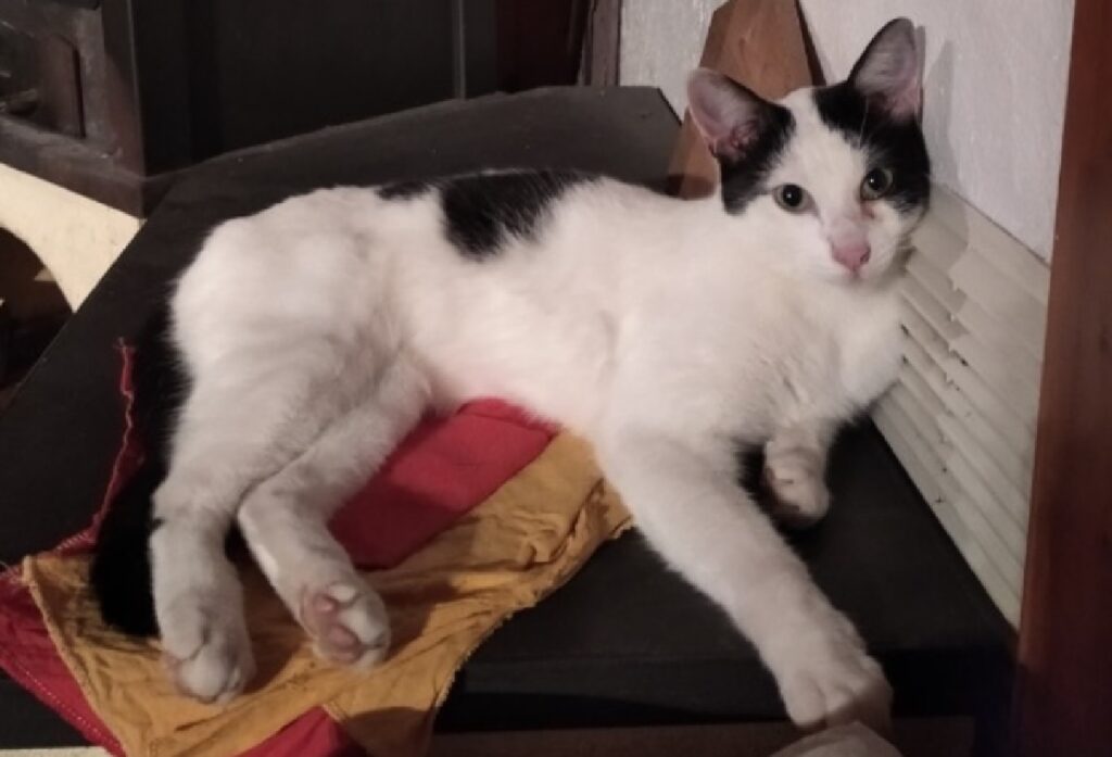 gatto oreo disteso su coperte