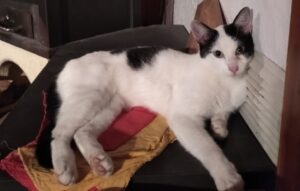 Arconate, nessuna traccia del piccolo Oreo, questo gatto ha bisogno d’aiuto