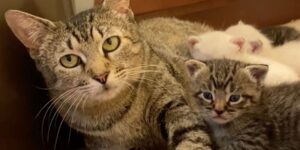 Gattina incinta viene salvata dalla strada pochi giorni prima di dare alla luce 5 cuccioli