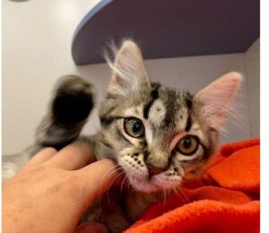 Gattina in cerca di una famiglia attira l’attenzione