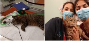 Gattino salvo per miracolo dopo ore in ospedale