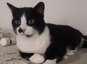 Bovezzo, gatto di 13 anni non torna a casa, la proprietaria è alla ricerca del suo Bruno