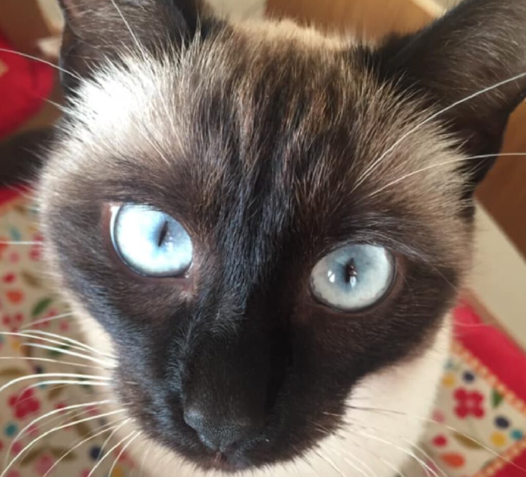 gatta simil siamese occhi azzurri