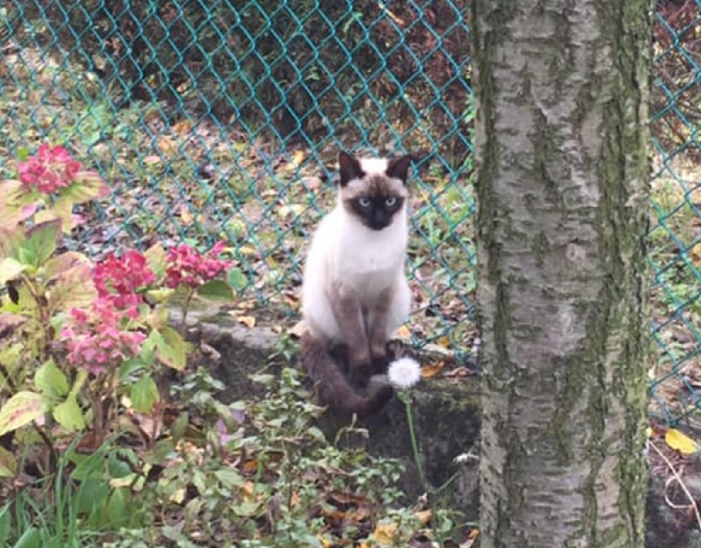 gatta simil siamese seduta