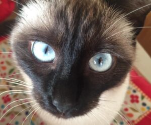 Brugine, proprietari disperati cercano una gatta Siamese di 10 mesi, Yuki non può essere svanita nel nulla