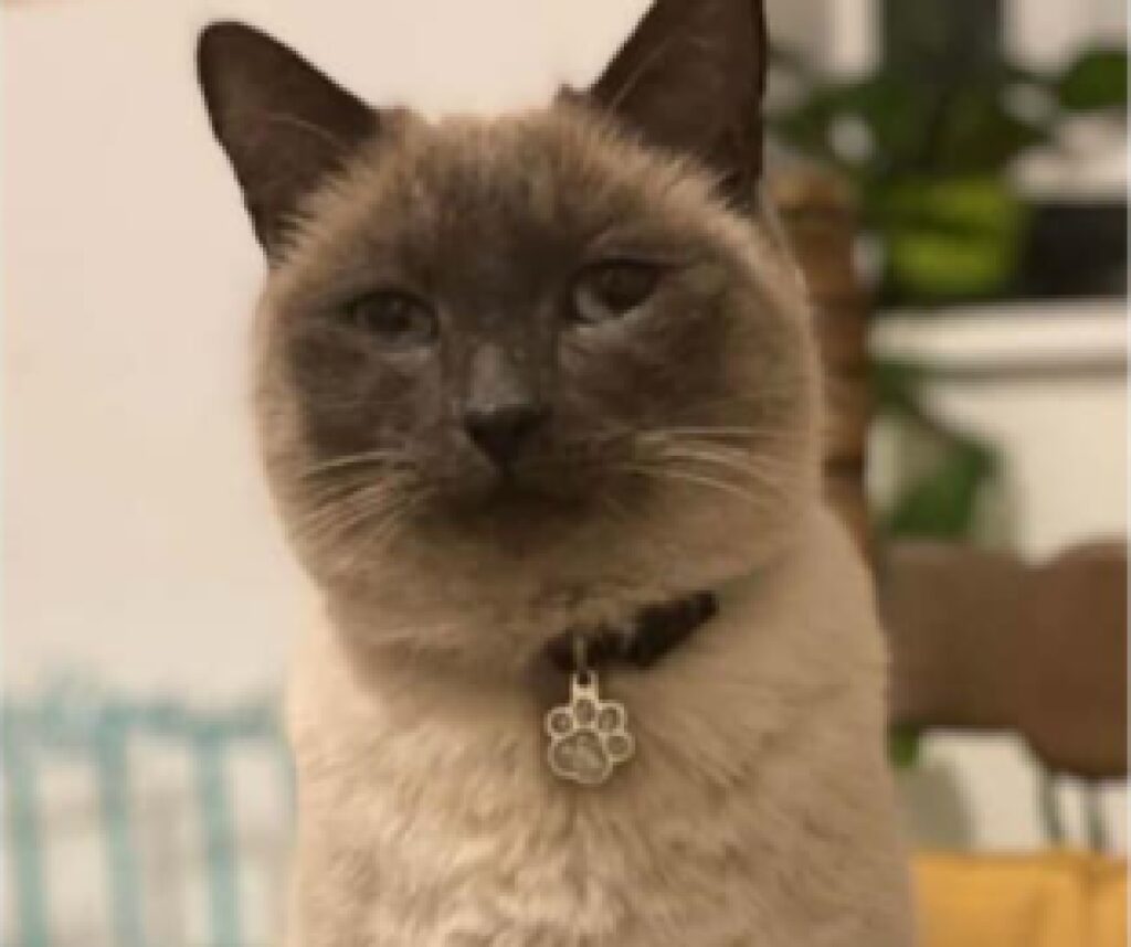 gatto con medaglietta forma zampa