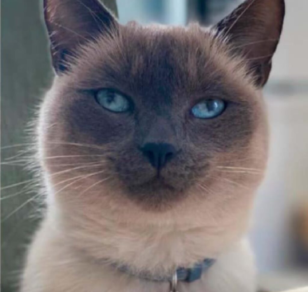 gatto siamese faccia scura