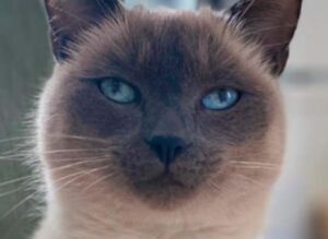 Busto Arsizio, scattano le ricerche per riportare a casa Kotia, un gatto siamese sparito nel nulla