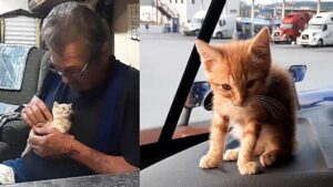 Camionista trova un gattino e decide di nominarlo copilota