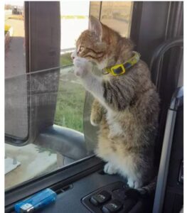 Gattino di tre mesi viaggia su un camion