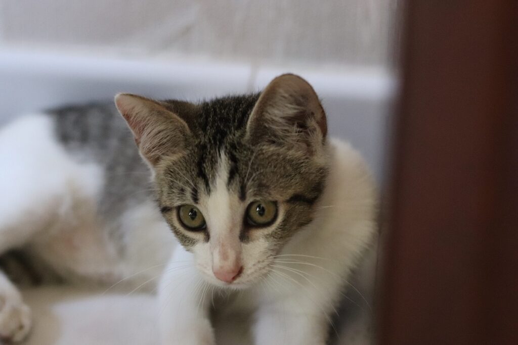 capo non permette allo stagista di vedere il gatto morente