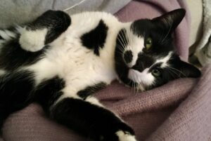 Castiglione, aiutiamo a ritrovare Pipa, un gattino molto affettuoso che si è perso da qualche giorno