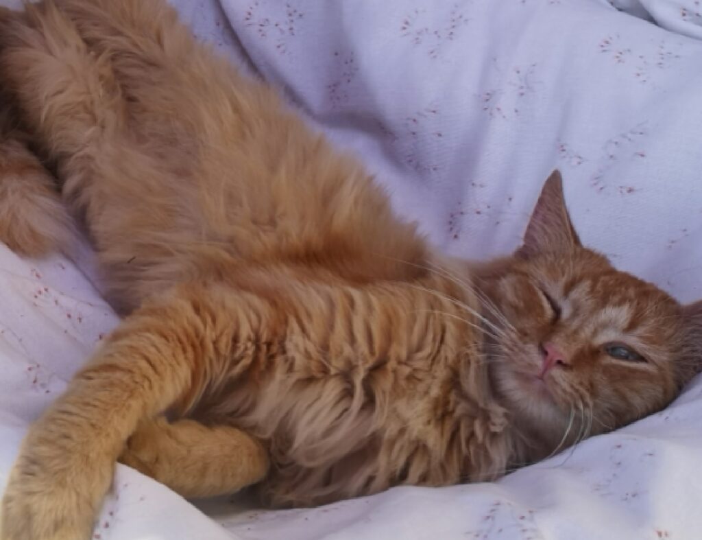 gatto su lenzuola letto