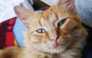 Catania, permane la speranza per il piccolo Diego, questo gatto è scomparso due mesi fa