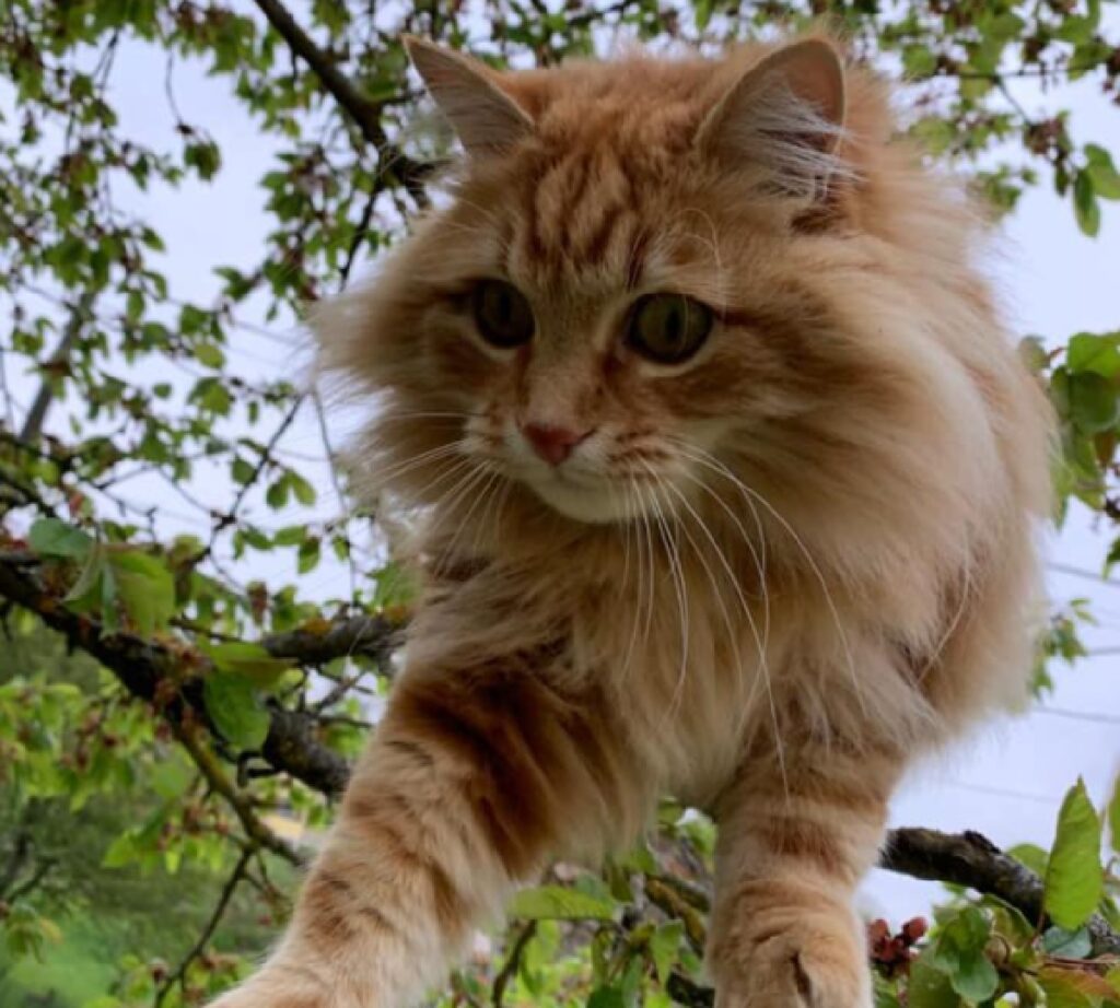 gatto ron si arrampica su albero