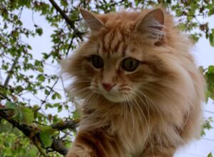 Cerredolo, gatto malato di cuore si perde, sono tutti alla ricerca del dolce Ron