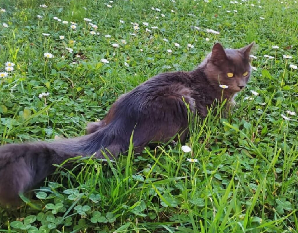 gatto cammina sul prato verde