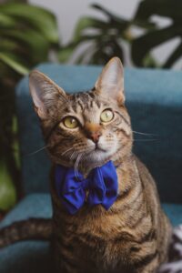 gatto con collare elegante