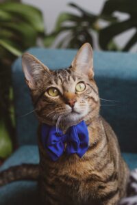 5 collari eleganti per il gatto da sfoggiare a Capodanno