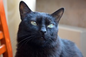 gatto nero bellissimo
