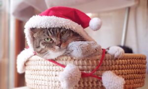 5 cose essenziali per rendere felice il gatto a Natale