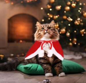 5 costumi da Babbo Natale per gatti a cui non saprai resistere