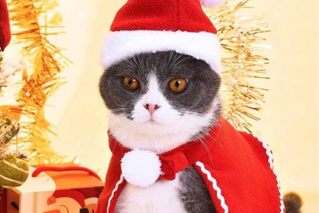 gatto con mantello di babbo natale