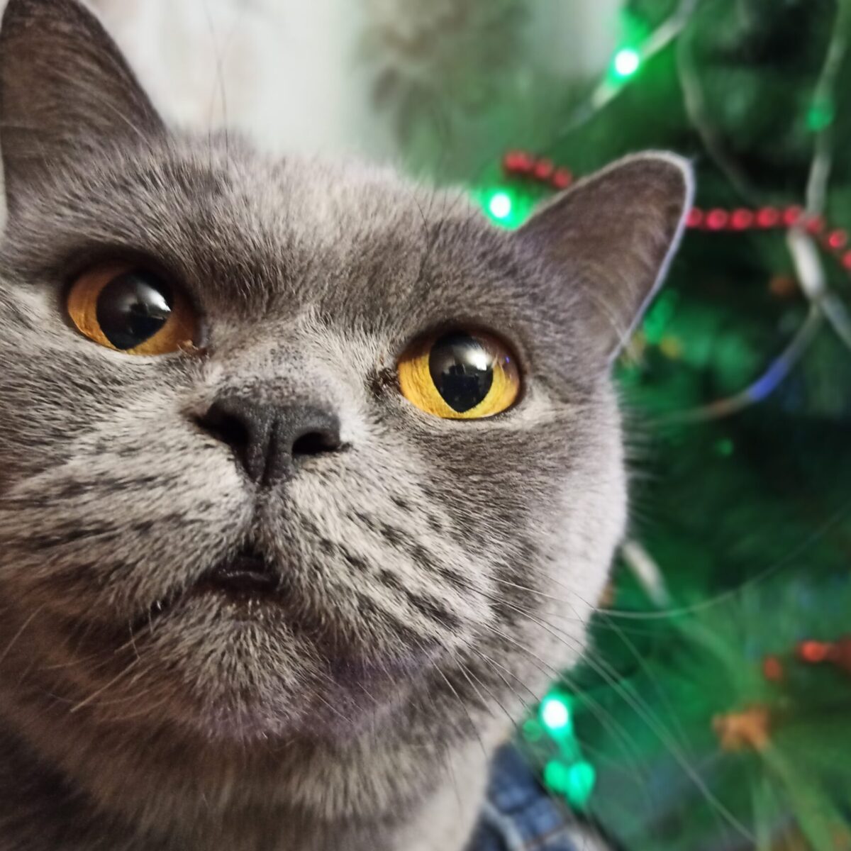 set di vestiti natalizi per gatti carini con campane Costume natalizio per gatto EDAGNY® Costume da gatto natalizio Set L Mantello da gatto regolabile per decorazioni natalizie 