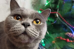 5 costumi di Natale per gatti che daranno un tocco di stile a Micio