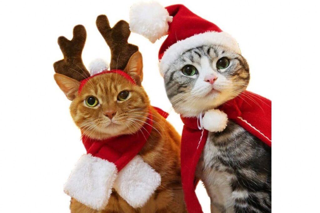 costumi natalizi buffi per gatto