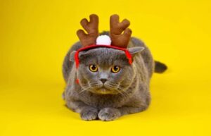 5 costumi natalizi buffi per il gatto, divertentissimi