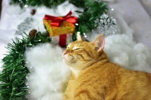 5 cucce natalizie per il gatto che adora la magia delle feste