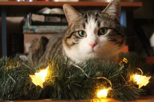 5 decorazioni natalizie per amanti dei gatti, simpatiche e originali