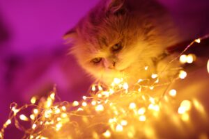 gattino con le luci